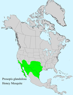 North America species range map for Honey Mesquite, Prosopis glandulosa: